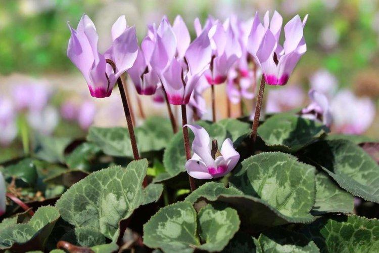 Cyclamen alpin - Types de cyclamen