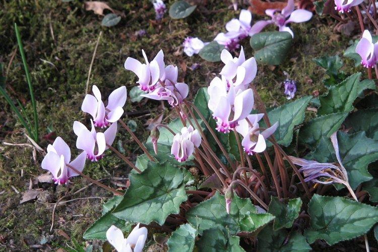 Ivy Cyclamen - Types de Cyclamen