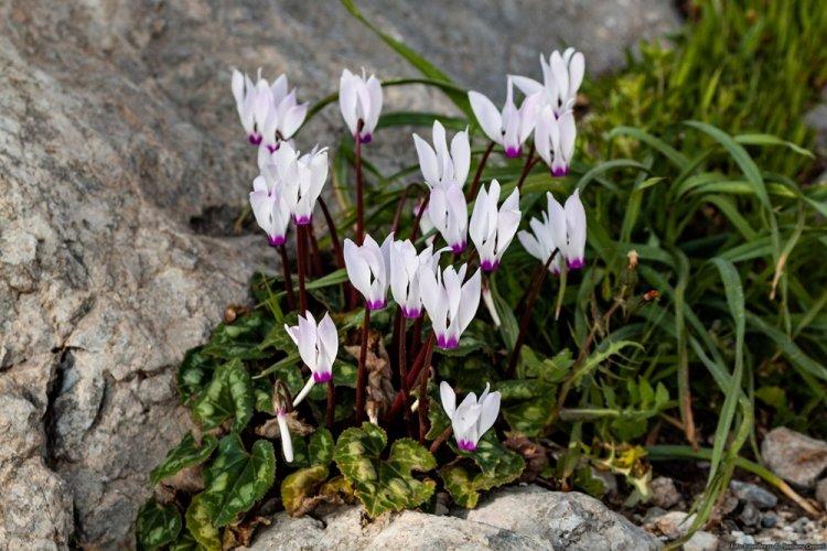 Cyclamen chypriote - Types de cyclamen
