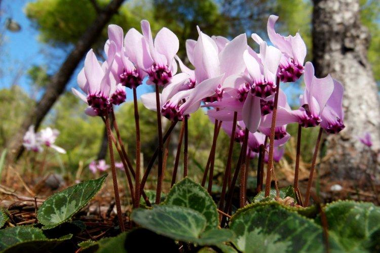 Cyclamen grec - Types de cyclamen