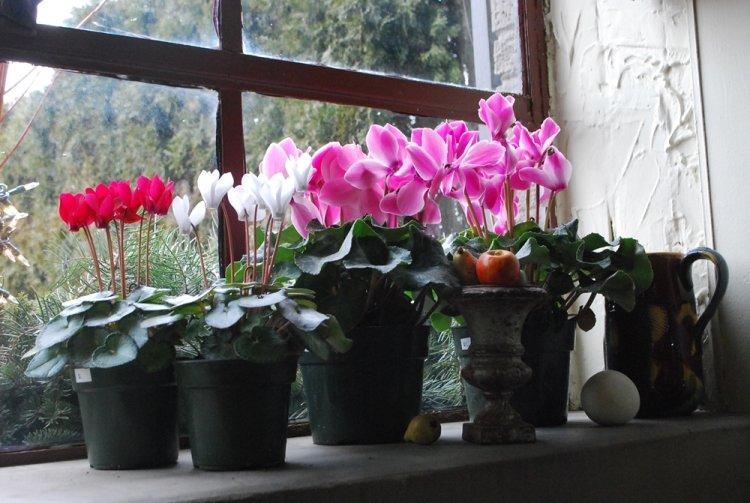 Éclairage - Cyclamen Care