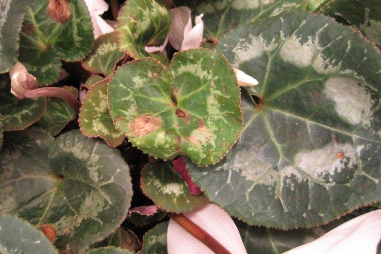 Lutte contre les parasites et les maladies - Cyclamen