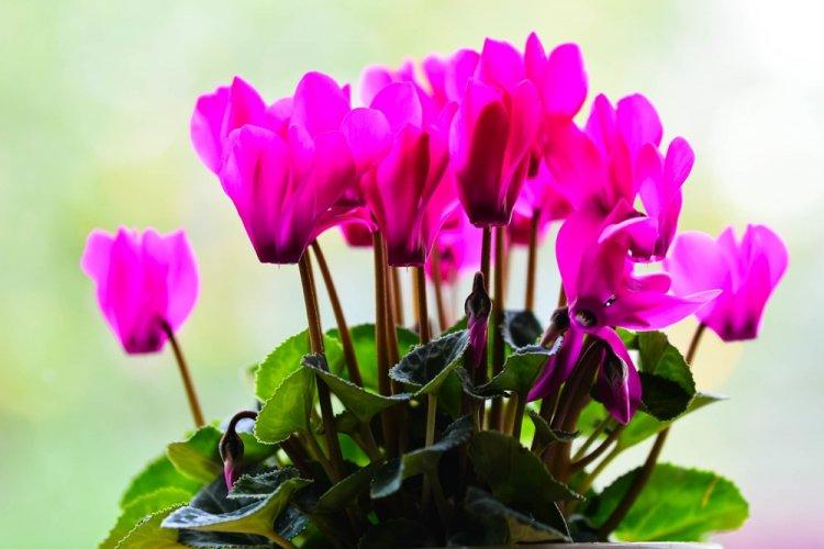 Cyclamen - photo