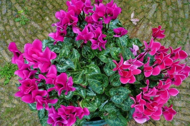 Cyclamen - photo
