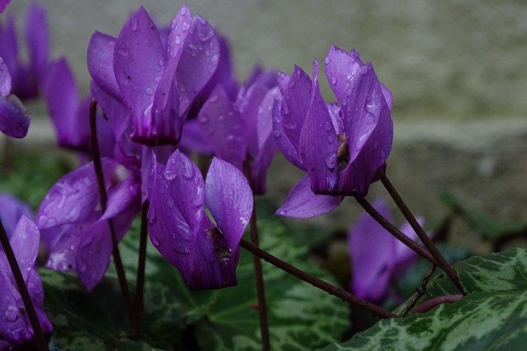 Cyclamen - photo