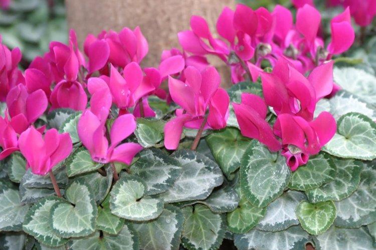 Cyclamen - photo