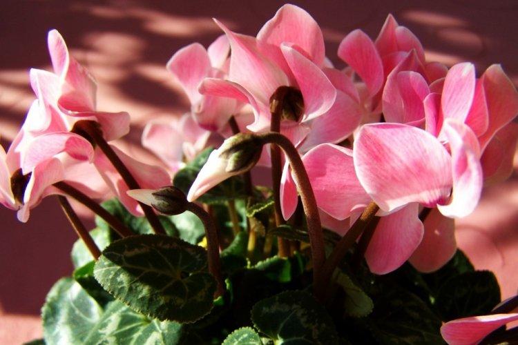 Cyclamen - photo