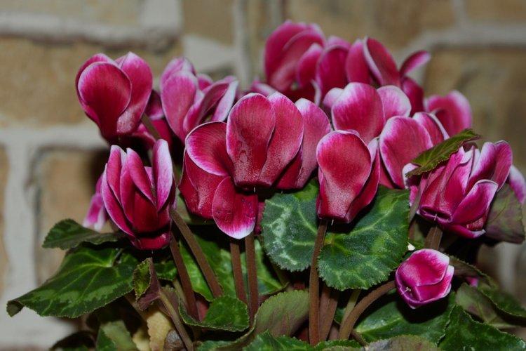 Cyclamen - photo