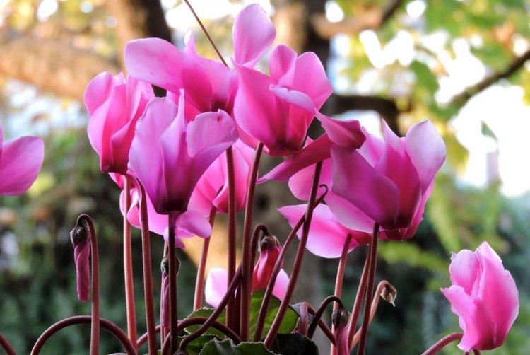 Cyclamen - photo