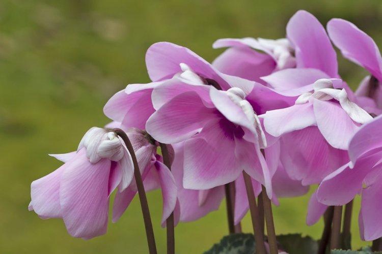 Cyclamen - photo