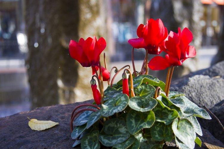 Cyclamen - photo