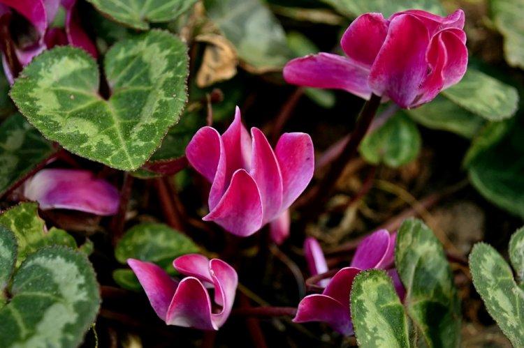 Cyclamen - photo