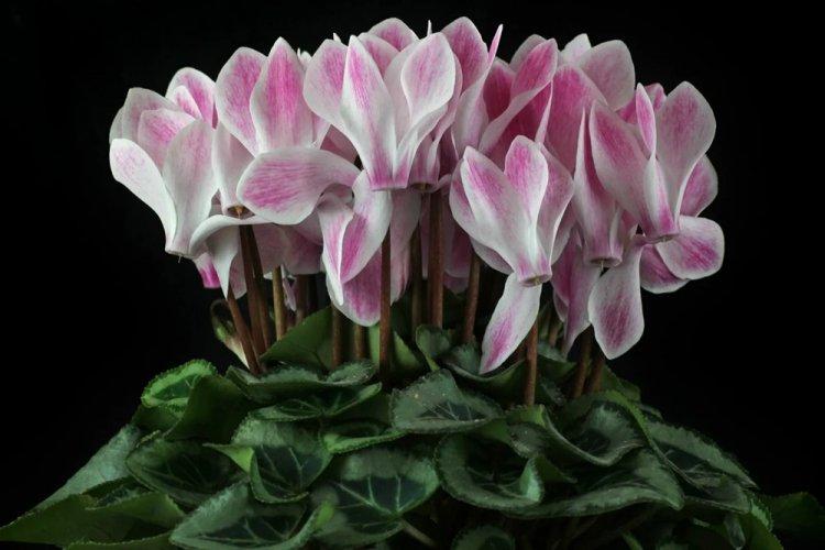 Cyclamen - photo