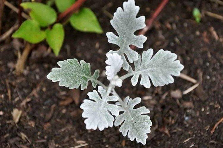 Reproduction - Prendre soin de la cinéraire