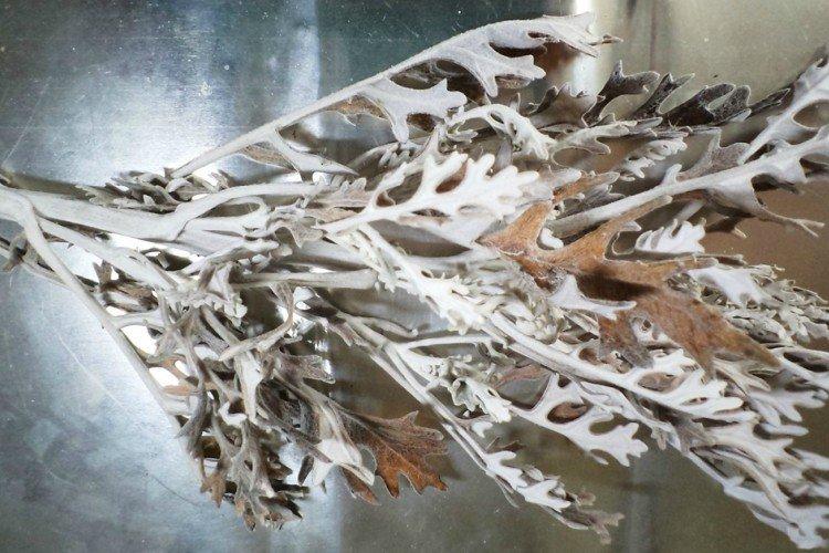 Lutte contre les parasites et les maladies - Cineraria