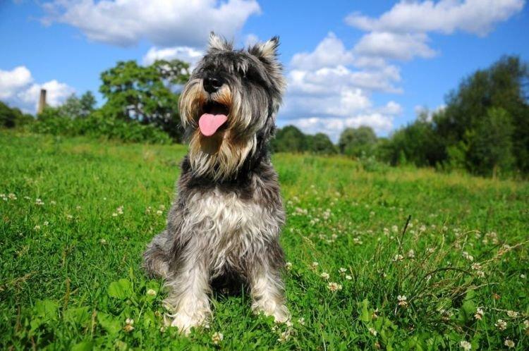 Schnauzer nain avec le propriétaire