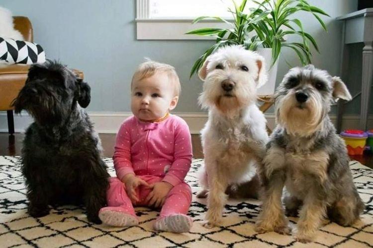 Schnauzer nain avec enfants