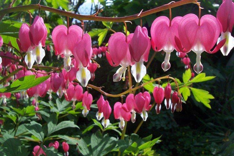 Dicentra - Fleurs vivaces pour un parterre de fleurs