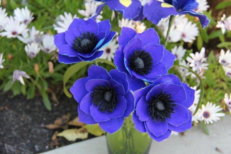 Anémones - Fleurs vivaces pour un parterre de fleurs