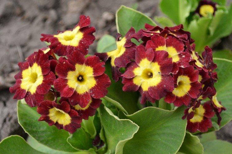 Primevère - Fleurs vivaces pour un parterre de fleurs