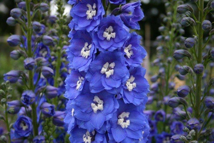 Delphinium - Fleurs vivaces pour un parterre de fleurs