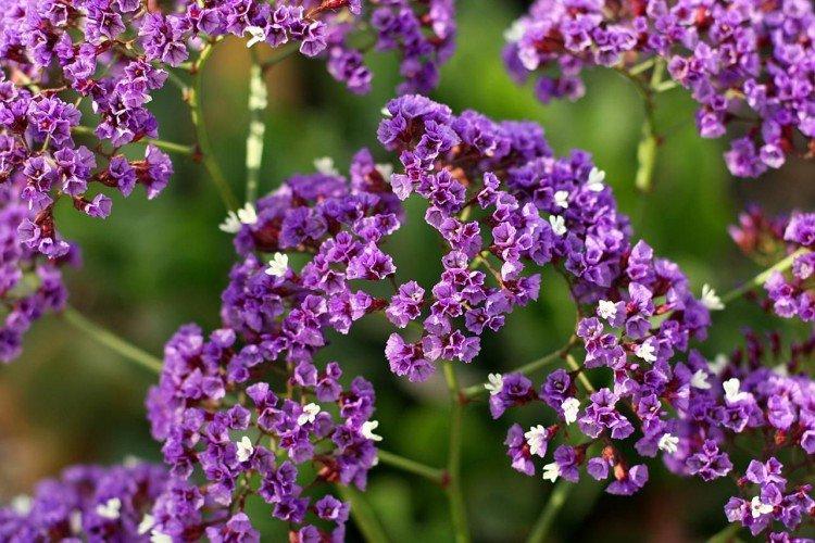 Statice - Fleurs annuelles pour plate-bande