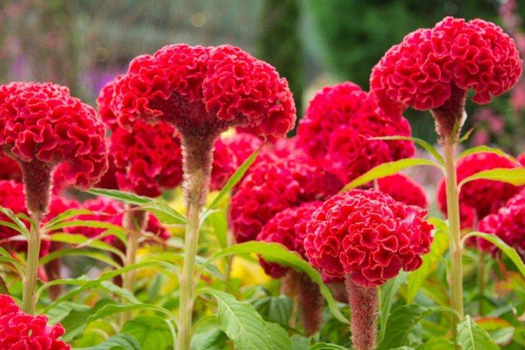 Célosie - Fleurs annuelles pour un parterre de fleurs