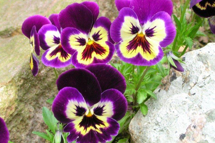Viola - Fleurs annuelles pour un parterre de fleurs