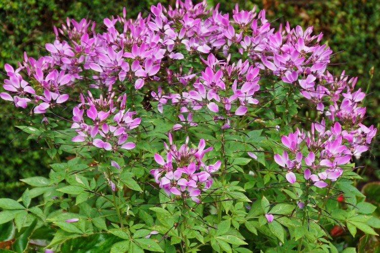 Cleoma - Fleurs annuelles pour un parterre de fleurs