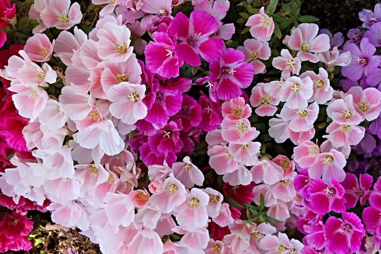 Godetia - Fleurs en cloche