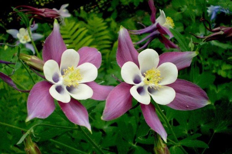 Aquilegia - Fleurs en cloche