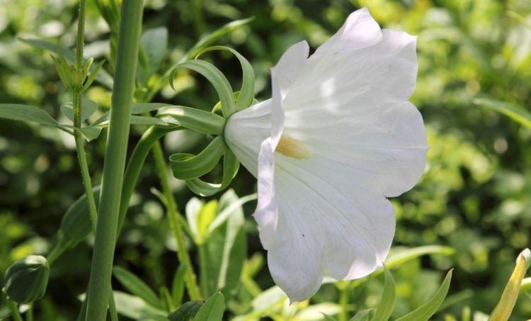 Ostrovsky - Des fleurs comme des cloches