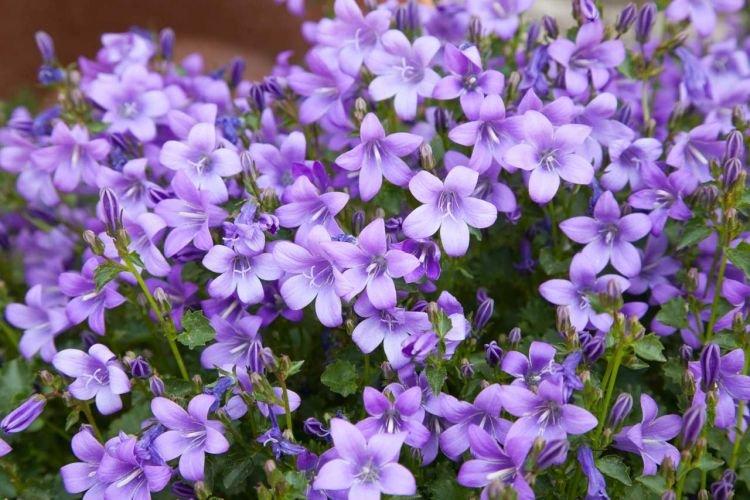 Campanule - Fleurs comme des cloches