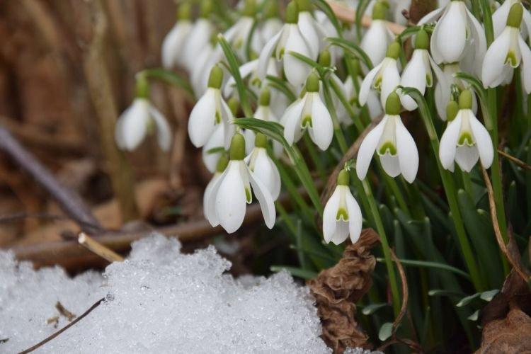 Perce-neige - Fleurs en cloche