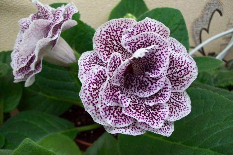 Gloxinia - Fleurs en cloche