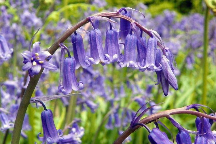 Hyacintoides - Fleurs en forme de cloche