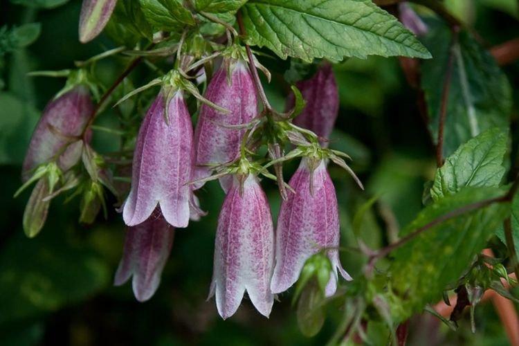 Symphiandra - Des fleurs comme des cloches