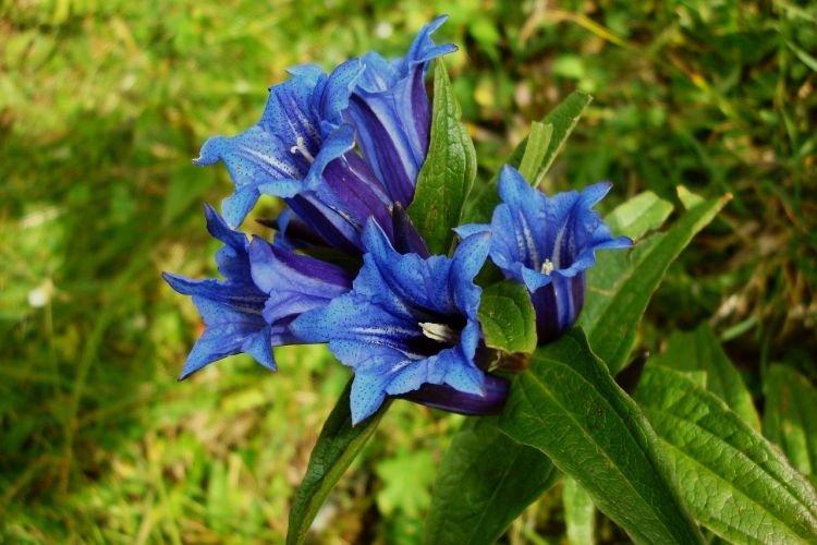 Gentiane - Fleurs en cloche