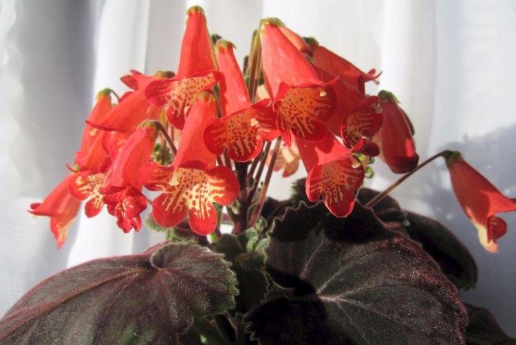 Smitiante - Fleurs en cloche