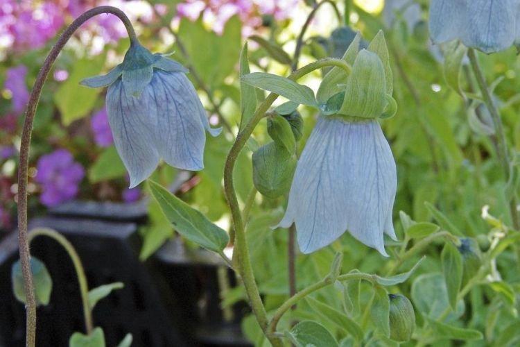 Codonopsis - Des fleurs comme des cloches