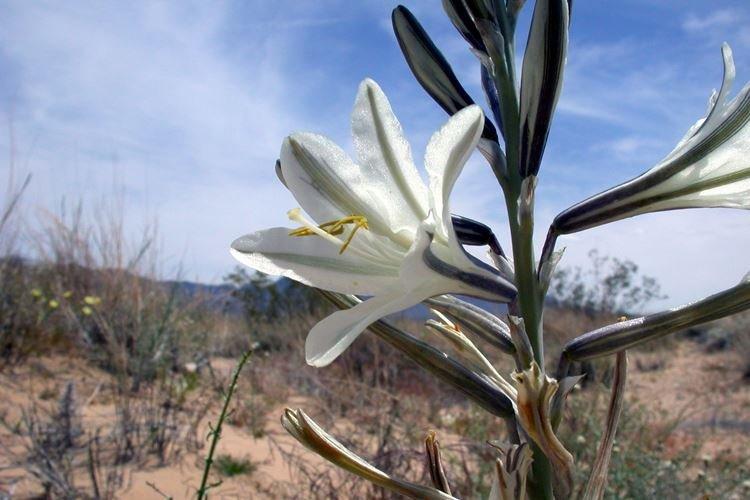 Hesperokallis - Fleurs semblables aux lys