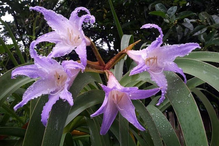 Worsley - Des fleurs comme des lys