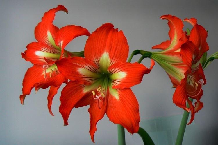 Hippeastrum - Fleurs semblables aux lys