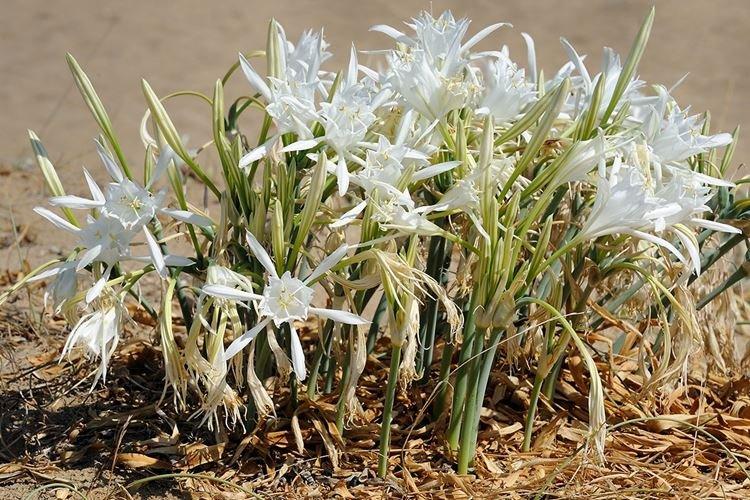 Pankratius - Fleurs semblables aux lys