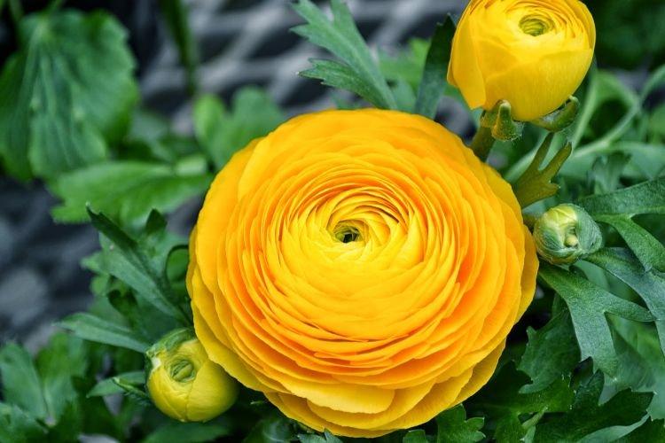 Renoncule - Fleurs semblables aux pivoines