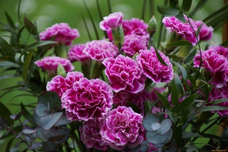 Carnation Shabo - Fleurs semblables aux pivoines