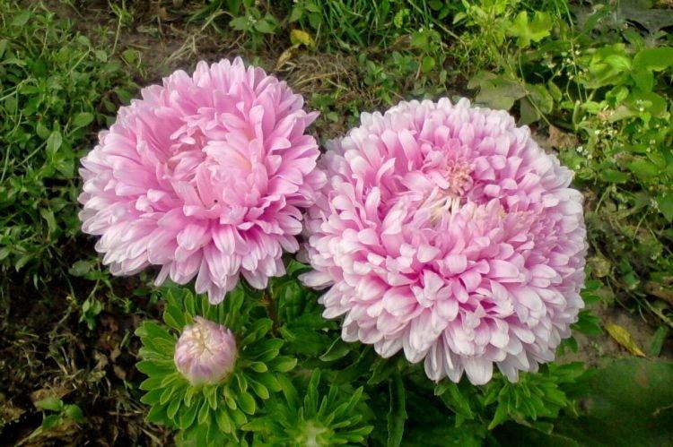Pivoine Aster - Fleurs ressemblant à des pivoines