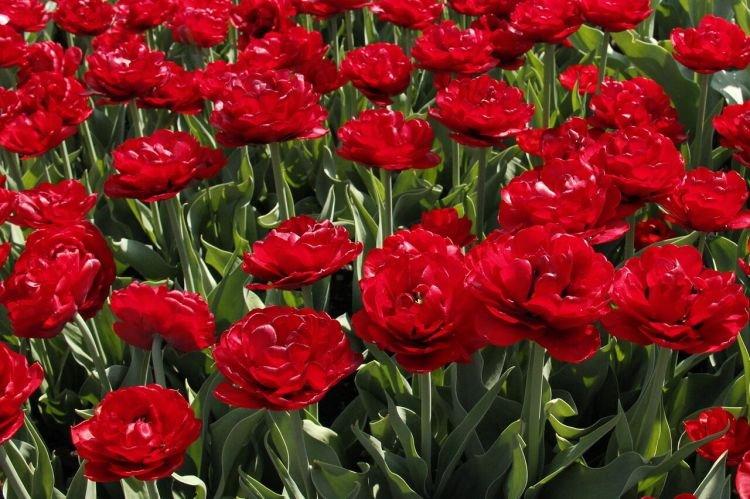 Tulip Miranda - Fleurs ressemblant à des pivoines