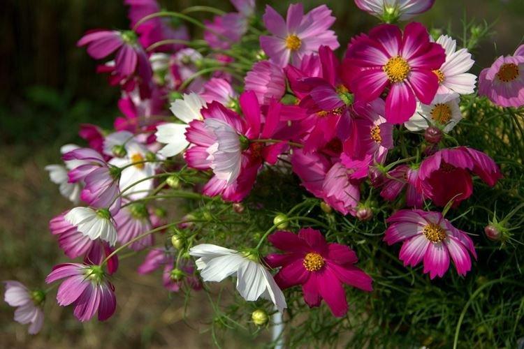 Kosmeya - Fleurs semblables aux marguerites