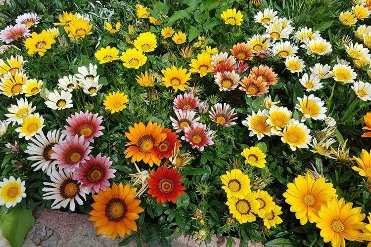 Gatsania - Fleurs semblables aux marguerites